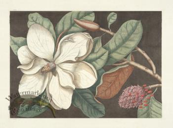 Catesby Magnolia 1